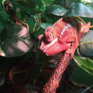 Panther Chameleon