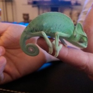 Chami Chameleon