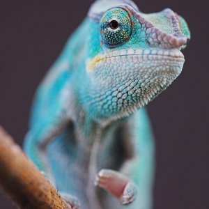 Juvenile Nosy Be Panther Chameleon