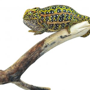 Female F. Campani