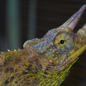Beautiful Jacksons Chameleon