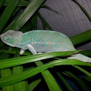 4-5 Month Nosy Be Male