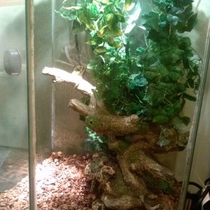 My New Veiled Buddy