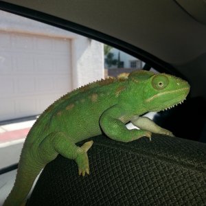 On the way to the vet