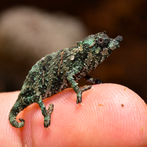 Rhampholeon Acuminatus - Captive Born Baby - Canvas Chameleons (1)