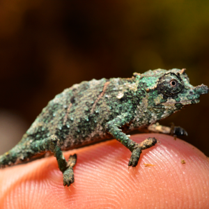 Rhampholeon Acuminatus - Captive Born Baby - Canvas Chameleons (2)