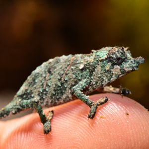 Rhampholeon Acuminatus - Captive Born Baby - Canvas Chameleons (3)