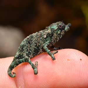 Rhampholeon Acuminatus - Captive Born Baby - Canvas Chameleons (4)