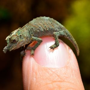 Rhampholeon Acuminatus - Captive Born Baby - Canvas Chameleons (5)