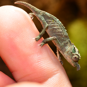 Rhampholeon Acuminatus - Captive Born Baby - Canvas Chameleons (6)
