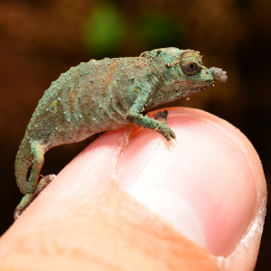 Rhampholeon Acuminatus - Captive Born Baby - Canvas Chameleons (7)