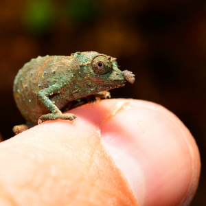 Rhampholeon Acuminatus - Captive Born Baby - Canvas Chameleons (8)