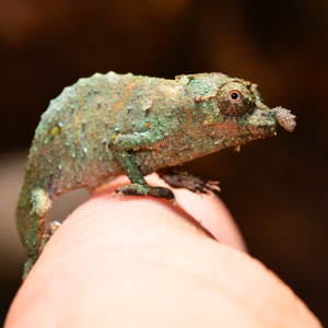 Rhampholeon Acuminatus - Captive Born Baby - Canvas Chameleons (10)