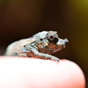 Rhampholeon Acuminatus - Captive Born Baby - Canvas Chameleons (11)