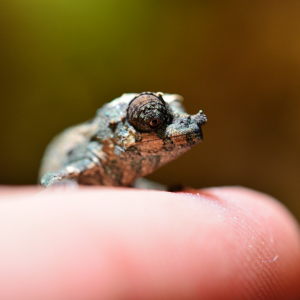 Rhampholeon Acuminatus - Captive Born Baby - Canvas Chameleons (12)