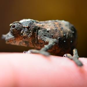 Rhampholeon Acuminatus - Captive Born Baby - Canvas Chameleons (13)