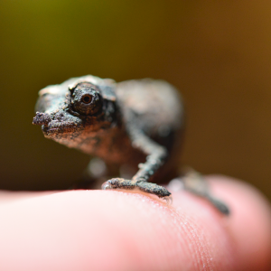 Rhampholeon Acuminatus - Captive Born Baby - Canvas Chameleons (14)