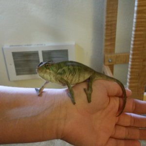 Cham about 2.5 months old!