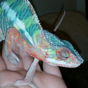 Kam at about 4.5 months old