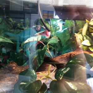 Rango