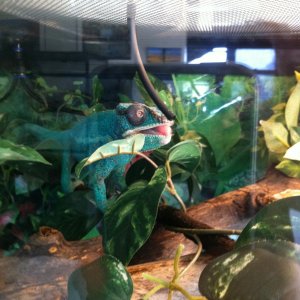 Rango