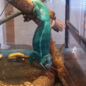 Rango