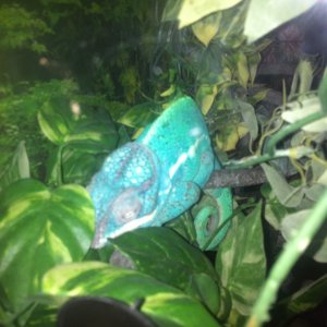 Rango