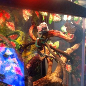 Rango