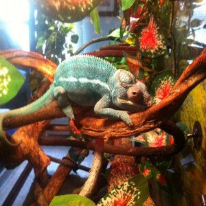 Rango