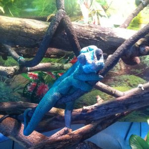 Rango