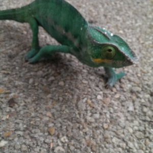 Dave Rango