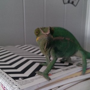 Dave Rango