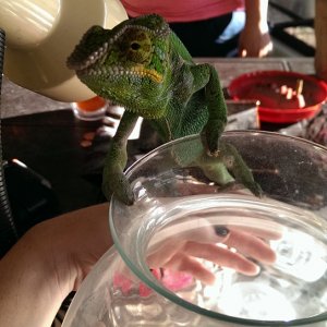 Dave Rango