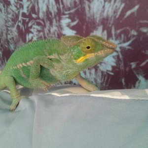 Dave Rango