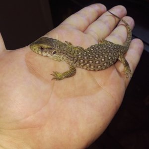 Maximus 10 days old!