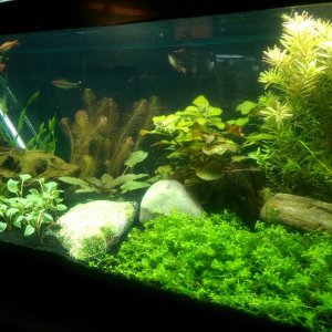 Dirted Tank