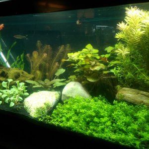 Dirted Tank