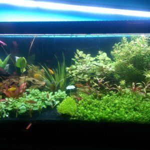 Dirted Tank