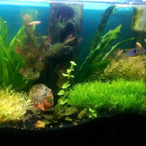 Another Dirted Tank