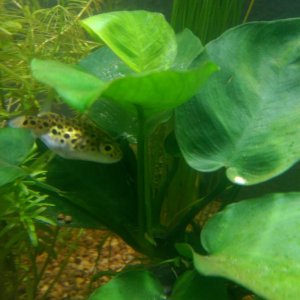 Brutus