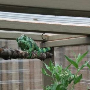 Blix in Greenhouse