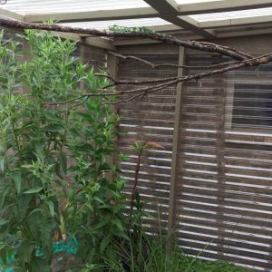 Blix in Greenhouse