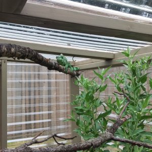 Blix in Greenhouse