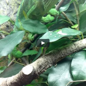 Macumba eats hawkmoth on Vimeo