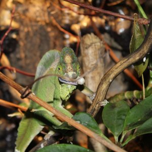 enjoying a silkworm