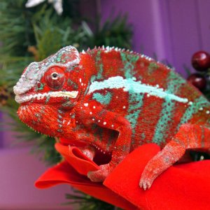 Happy Holidays