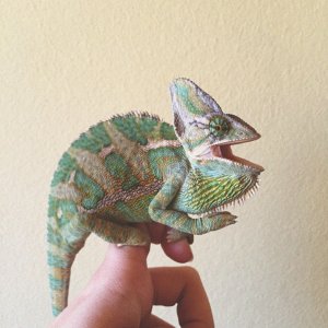 This is Eddy