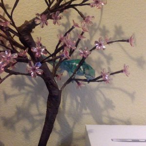 tiny tree for a tiny man