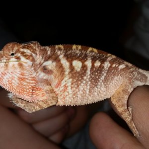 Nosy Be/Ambilobe hybrid