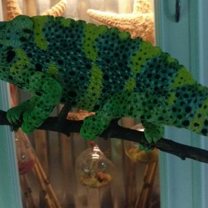 Naga